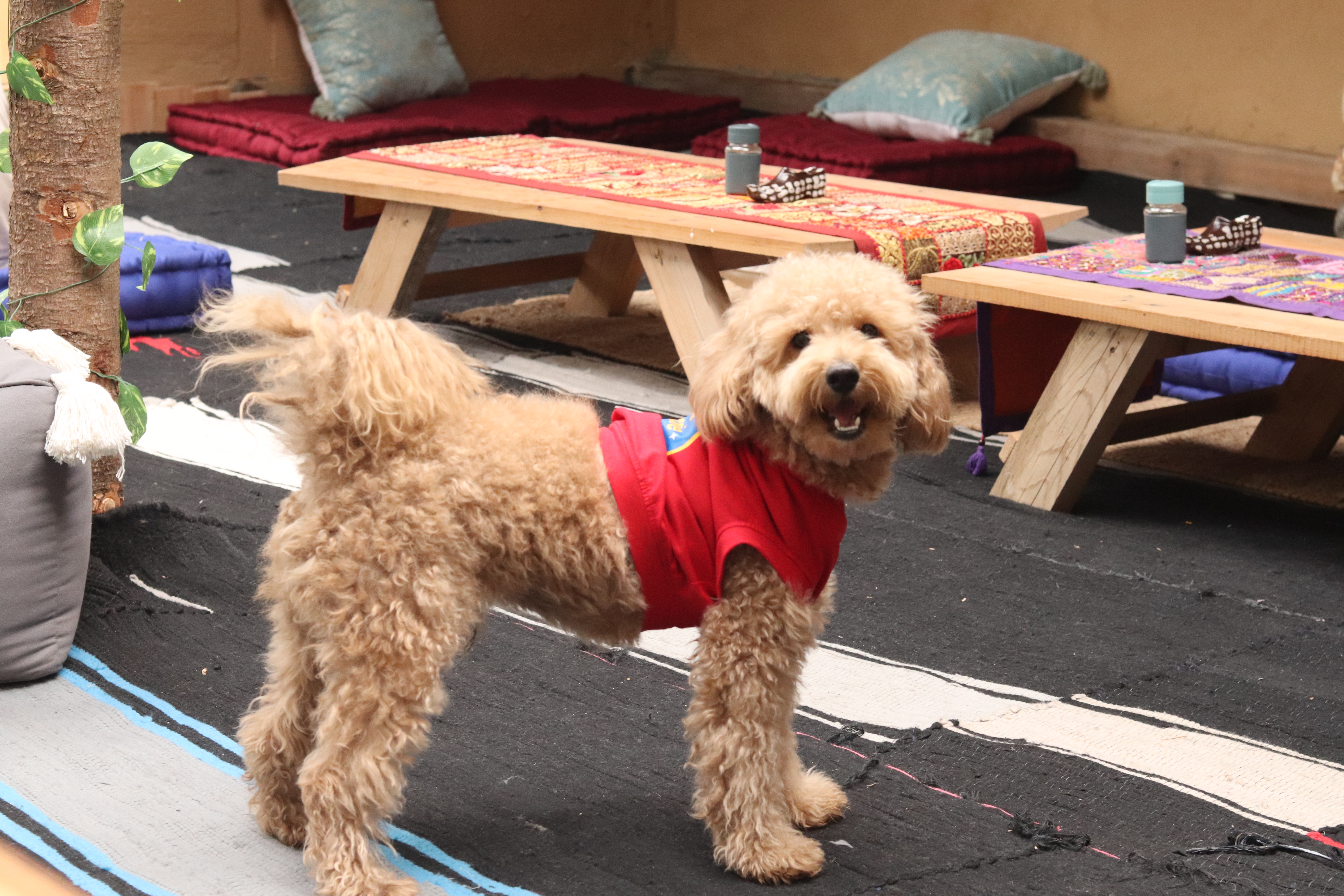 A dog outside The Library Cafe & Stay café